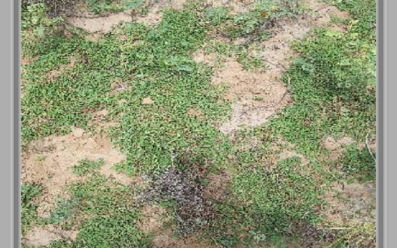 100 बीघा agriculture land - Photo 1 of 1